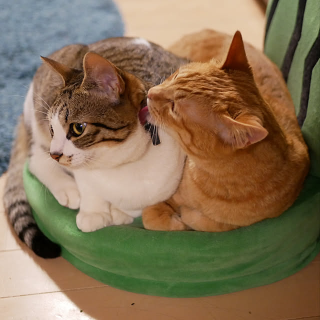 実例写真