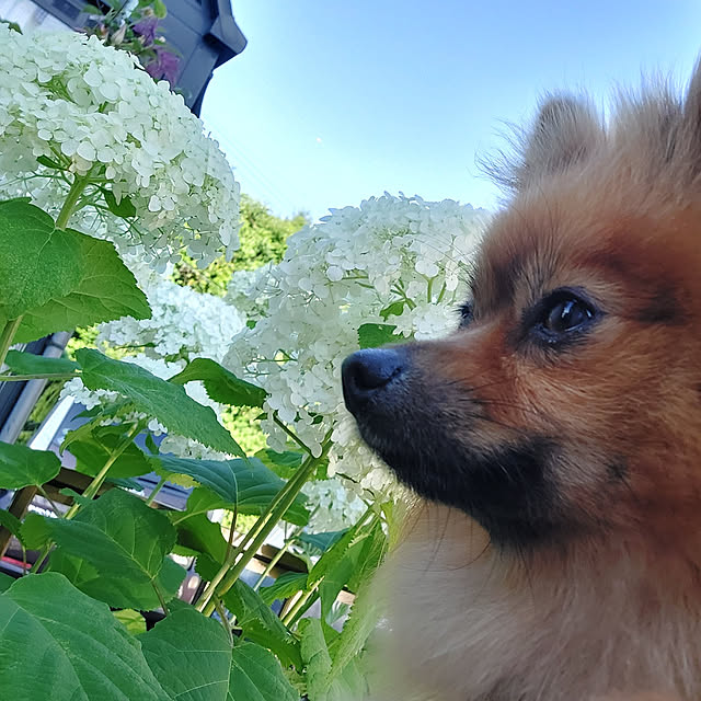 momoさんの実例写真