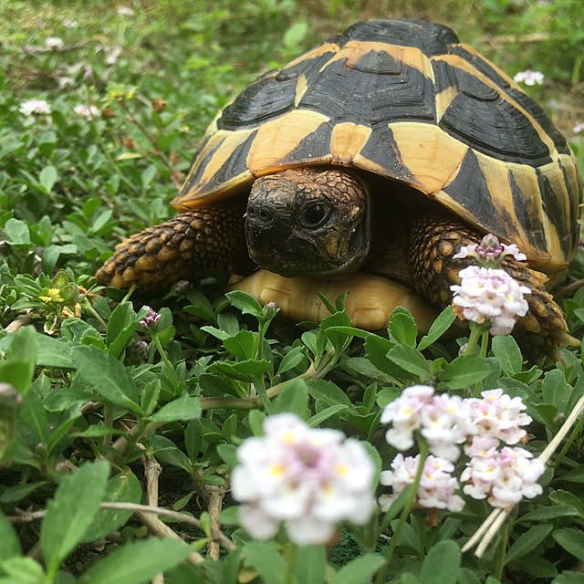 Ryokoさんの実例写真