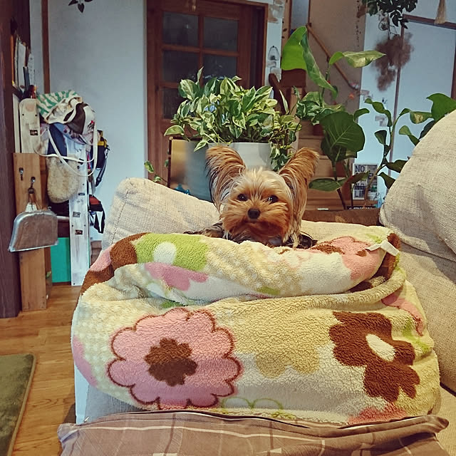 akiさんの実例写真