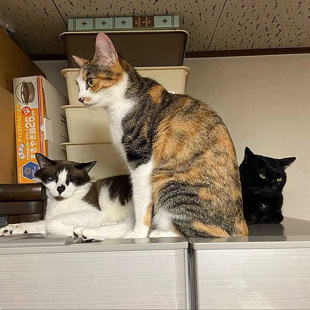 vivienne.coco-keiさんの実例写真