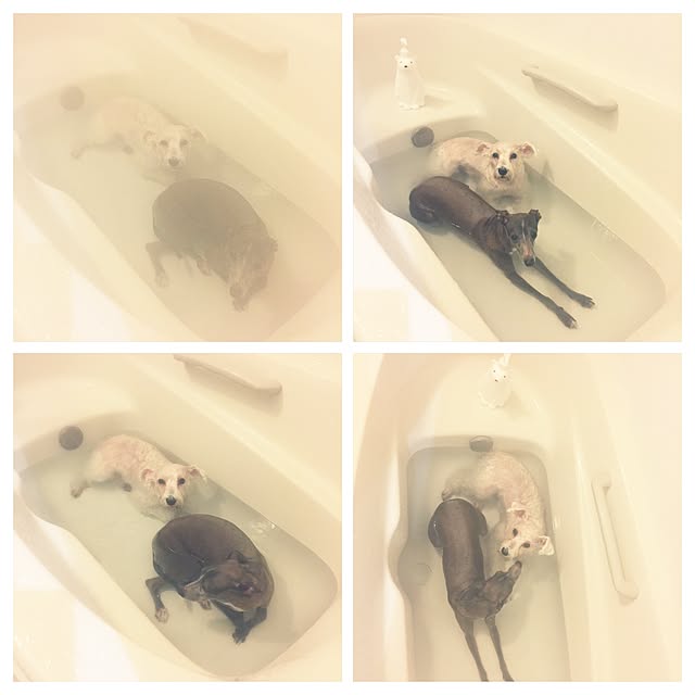 suzyさんの実例写真