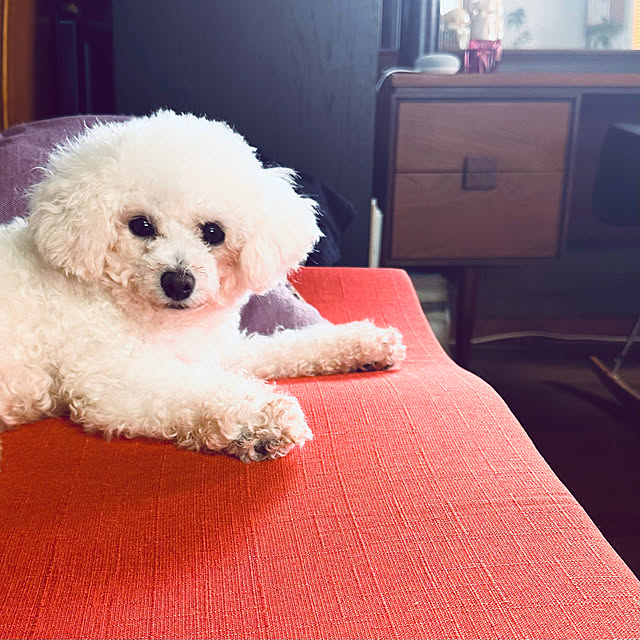 chacoさんの実例写真