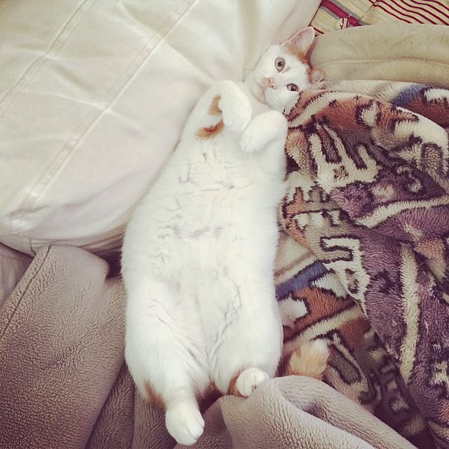 asaさんの実例写真
