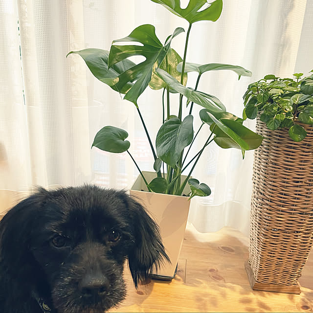 marinkoさんの実例写真