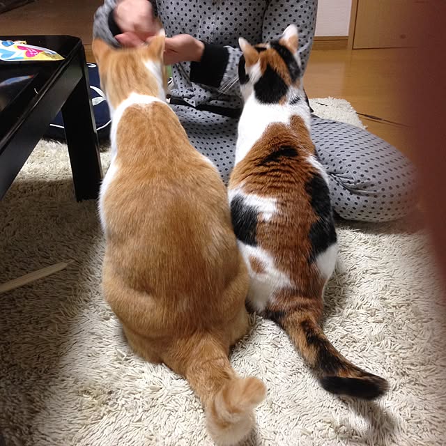 Kinanさんの実例写真
