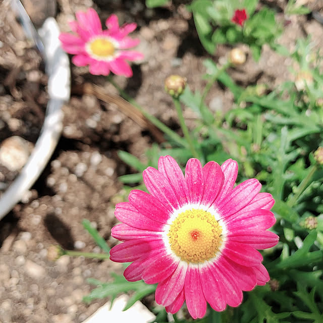amumamuさんの実例写真