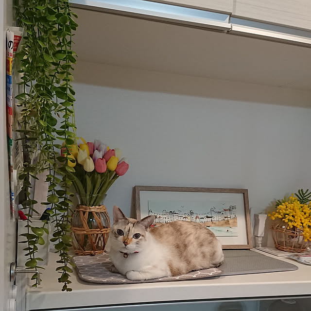 kohakuさんの実例写真