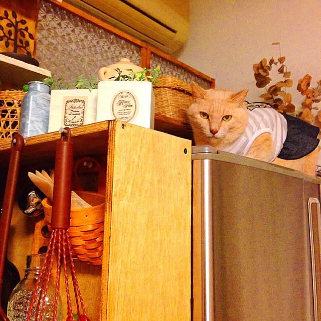 momakiさんの実例写真