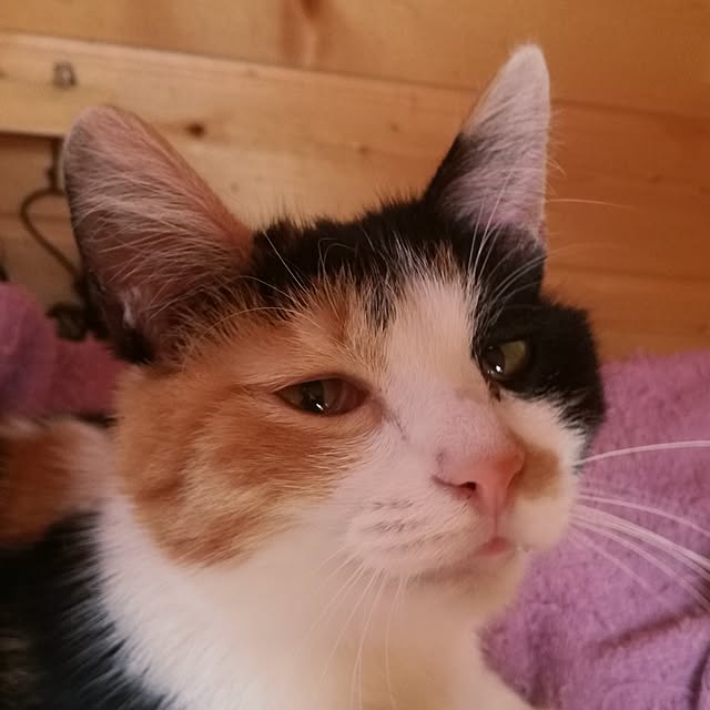 Maki-nekomamireさんの実例写真