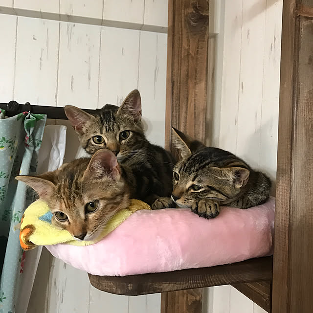 pepeさんの実例写真