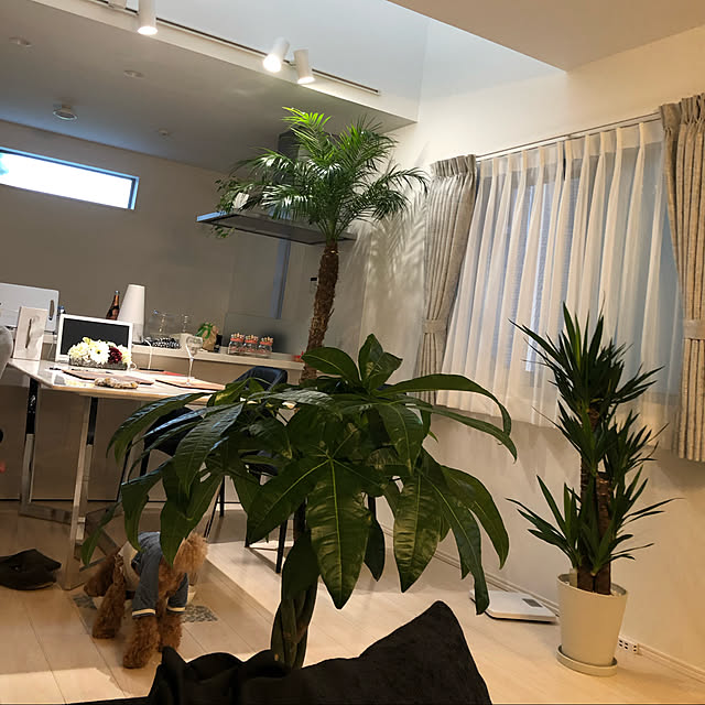 観葉植物/リビングのインテリア実例 - 2020-05-04 20:40:14