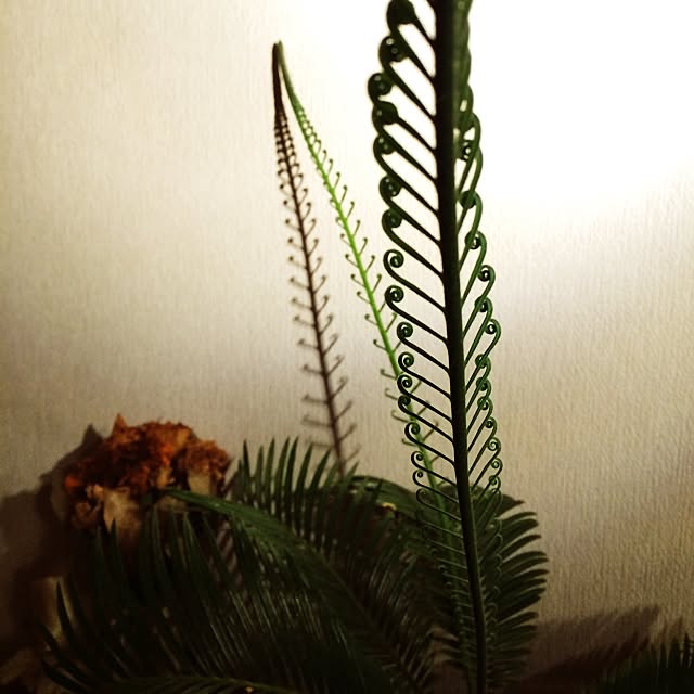 壁/天井/植物のインテリア実例 - 2014-09-19 00:50:47