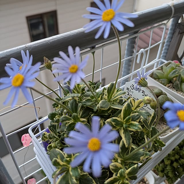 toramamaさんの部屋