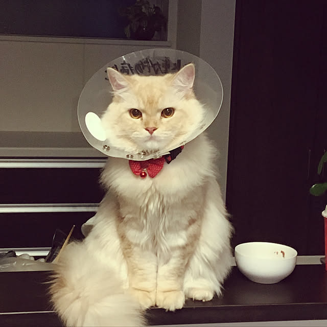takiさんの実例写真
