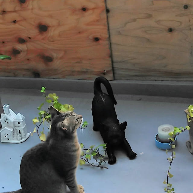 catloveさんの実例写真
