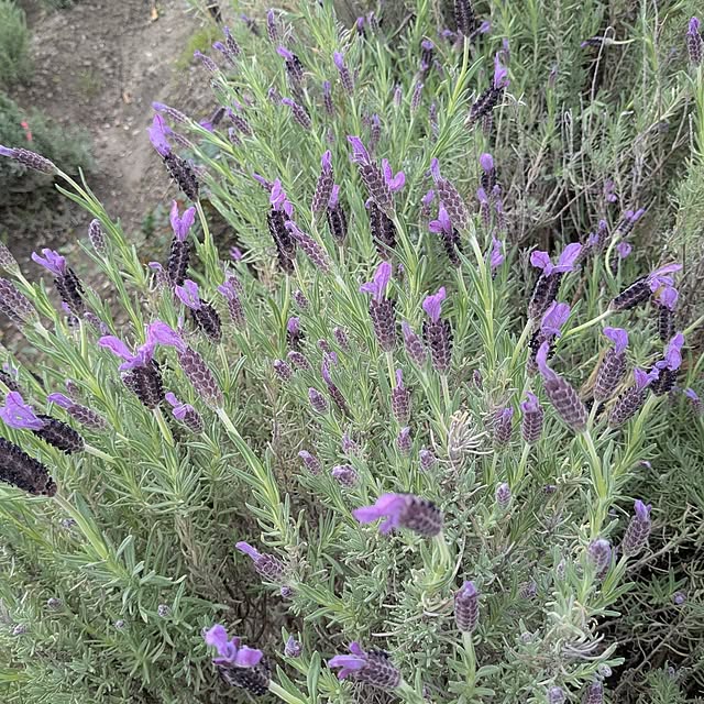 machikomamaさんの部屋