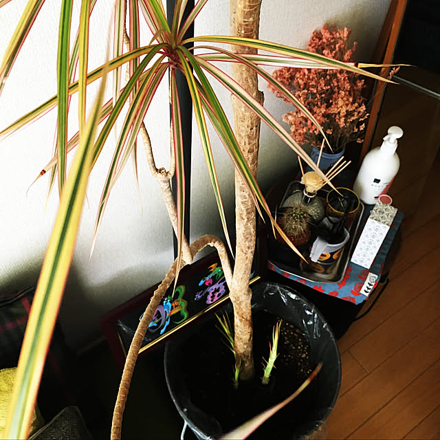 s.p.sunaoさんの実例写真