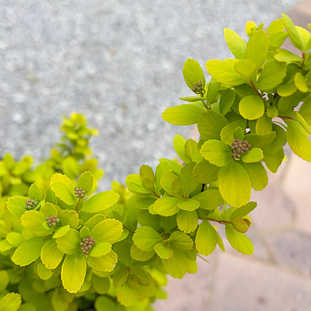 ronronさんの部屋