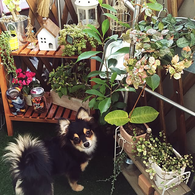 shocopyさんの実例写真