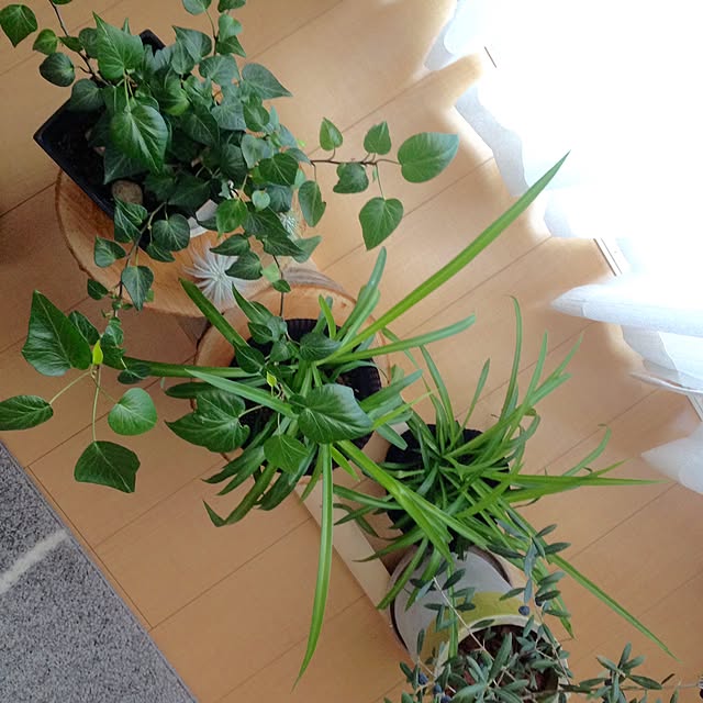 saさんの実例写真