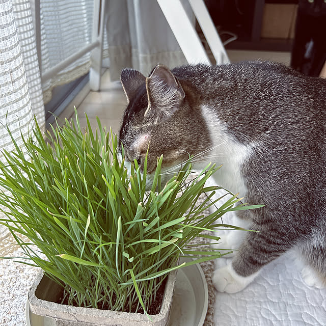 nekomiさんの部屋