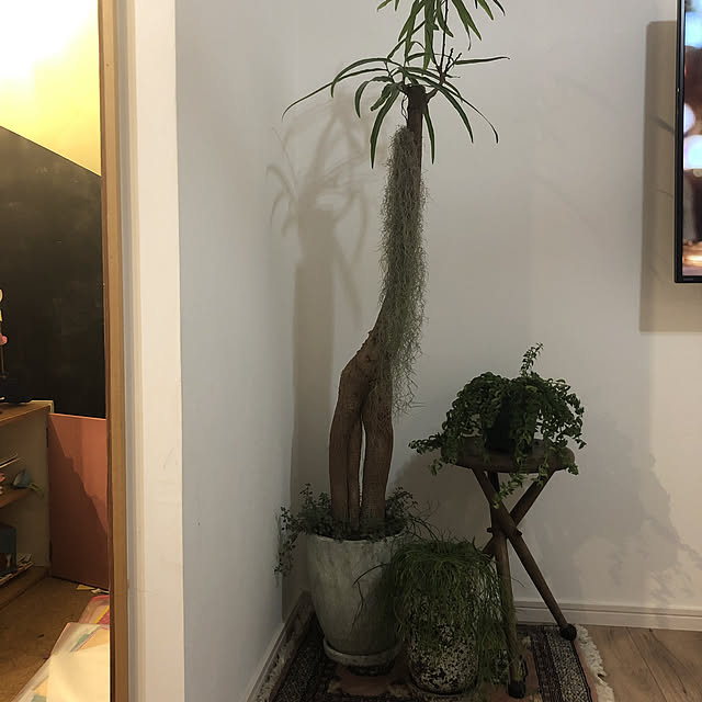 kkikiさんの実例写真