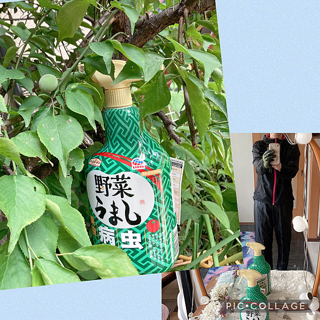 shoさんの実例写真
