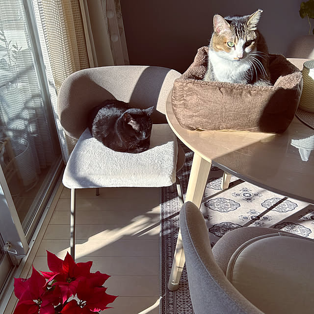 nekomiさんの部屋