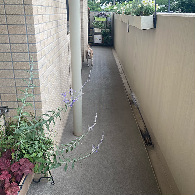 marukoさんの部屋