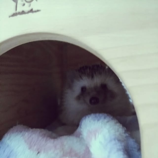 kuruさんの実例写真
