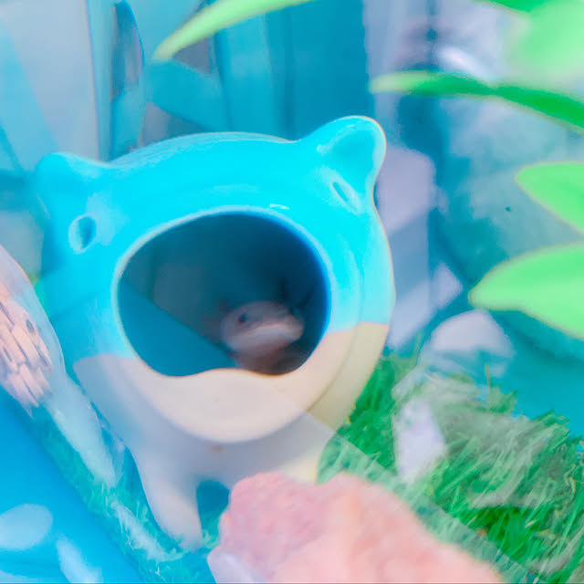 totoさんの実例写真