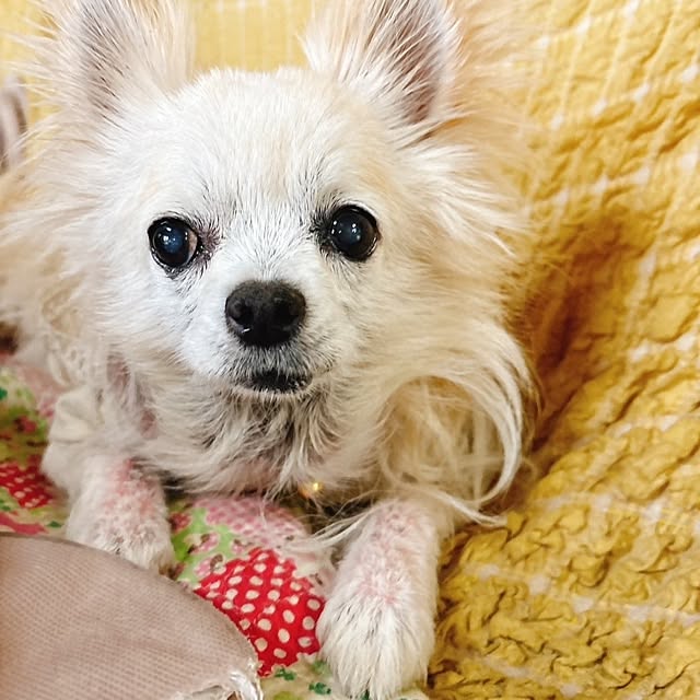 minnieさんの部屋