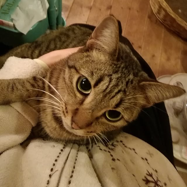 Maki-nekomamireさんの実例写真