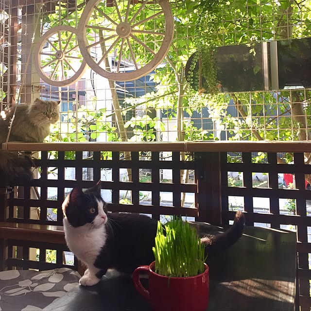 butachanさんの実例写真