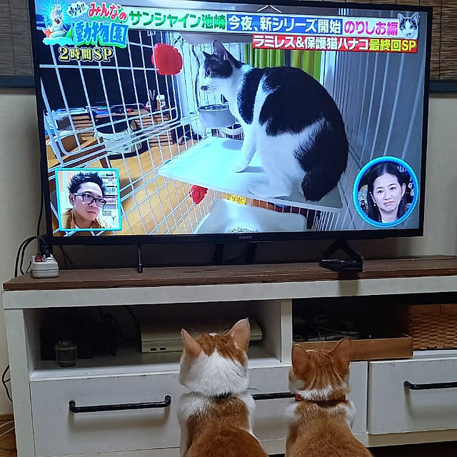 リビング/みんなのどうぶつ園/猫と暮らす家/ネコと暮らす/可愛い見守隊♡のインテリア実例 - 2022-10-29 20:11:25