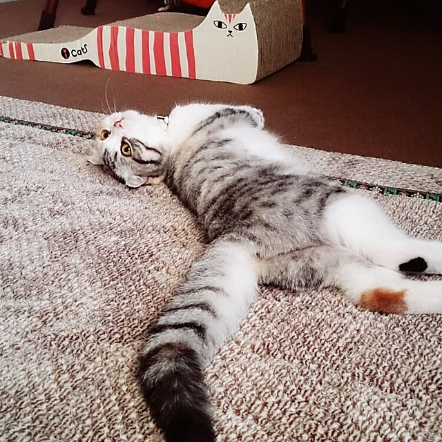 Sachiさんの実例写真