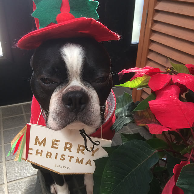 kotekotesantaさんの実例写真