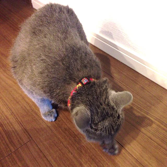 toshiさんの実例写真