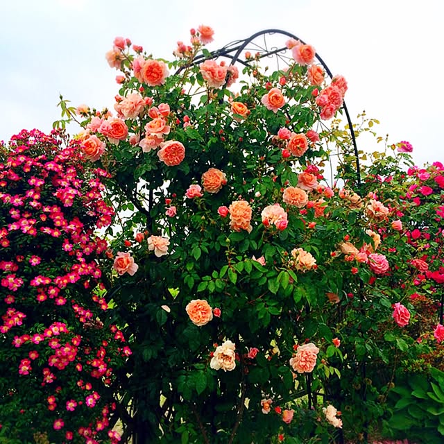 HappyRoseさんの実例写真