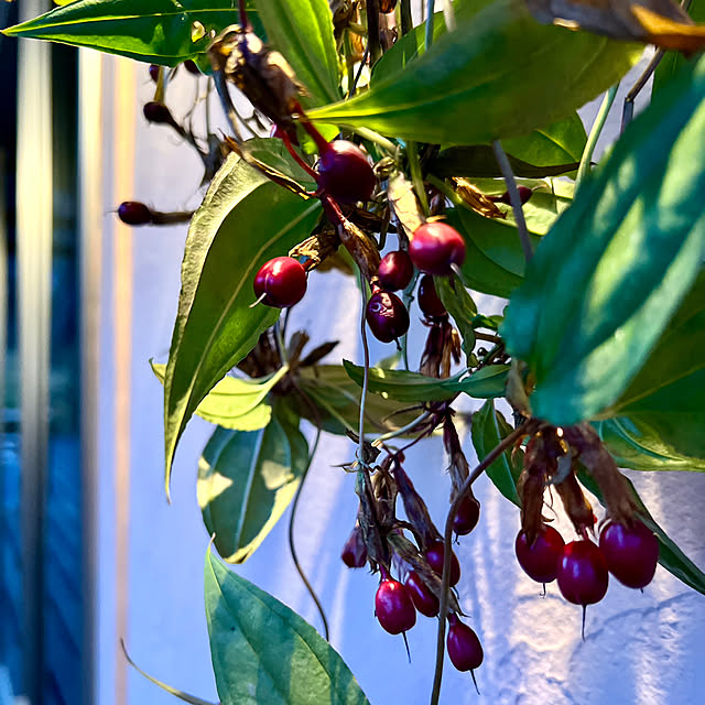 Kikko.さんの部屋