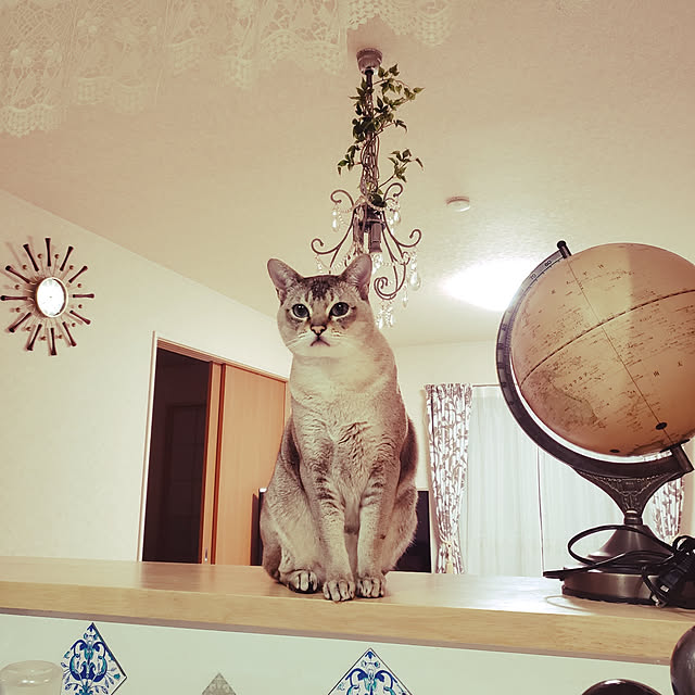 miwaさんの実例写真