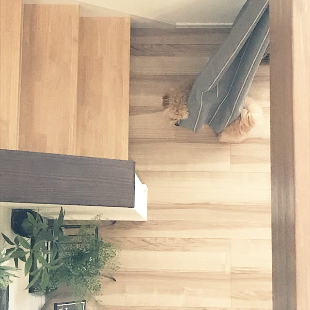 ikt.tamaさんの実例写真