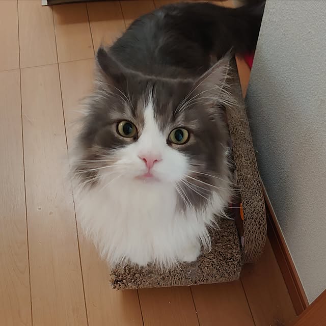 shinobuさんの実例写真