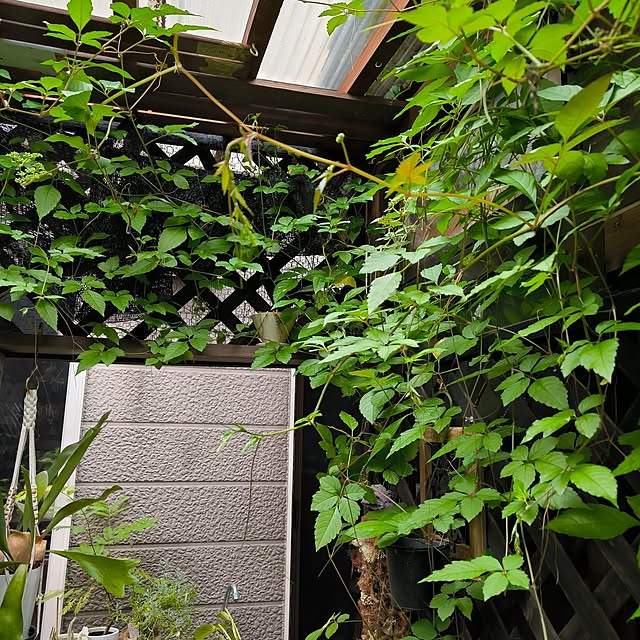 koyutan-mjmさんの部屋