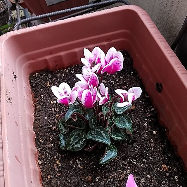 tomoko.tk1130Tomさんの実例写真
