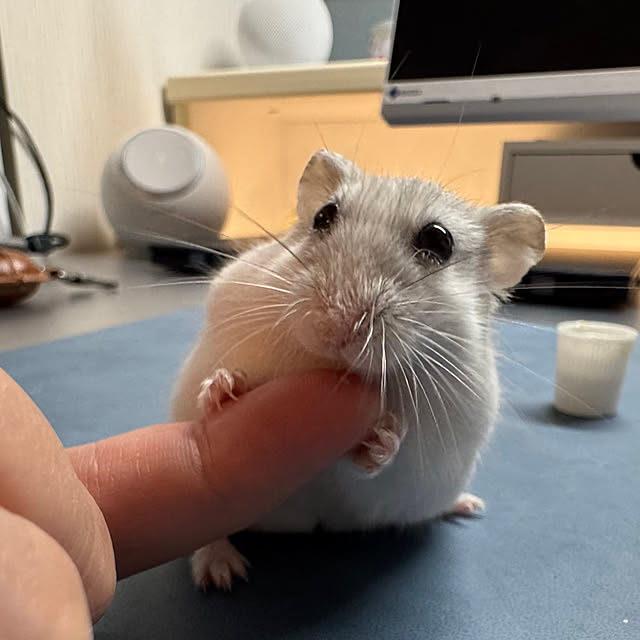Rainyさんの実例写真