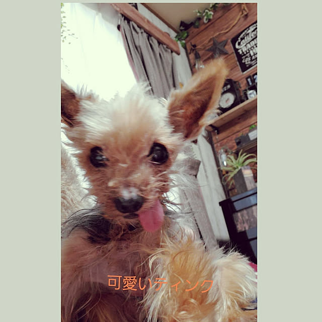 cocoaさんの実例写真