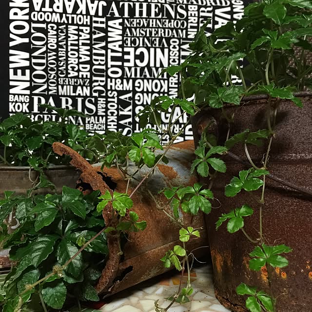 green_loveさんの実例写真