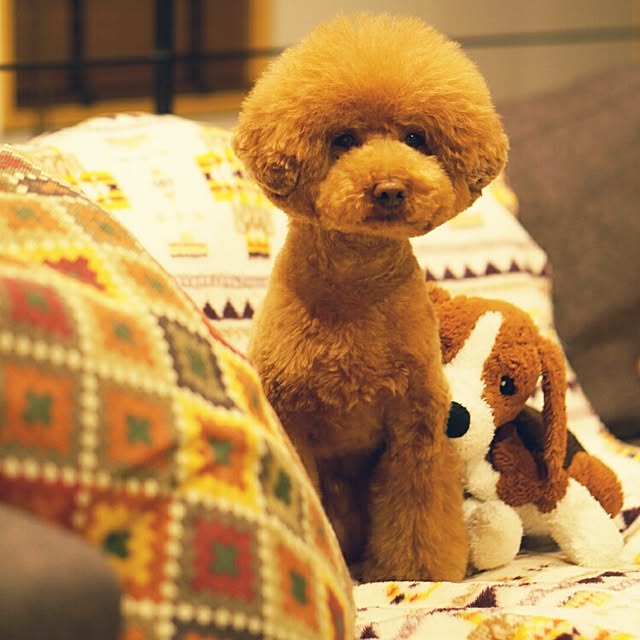 reiさんの実例写真